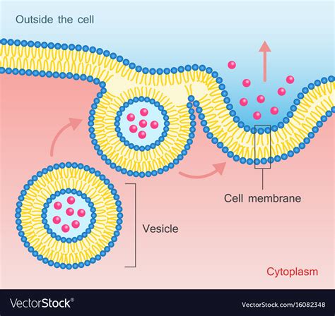 docked vesicles|vesicular transport diagram.